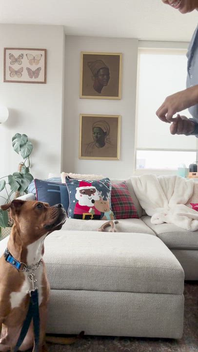 Enlarge Archer, a ADOPTABLE mixed breed in New York, NY video 6/6