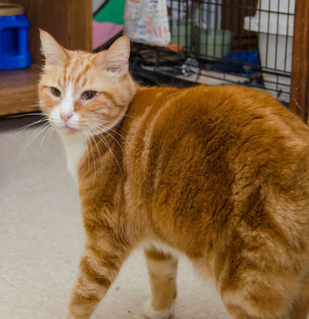 Enlarge Colby, a Adoptable Domestic Short Hair in Myrtle Beach, SC image 1/1