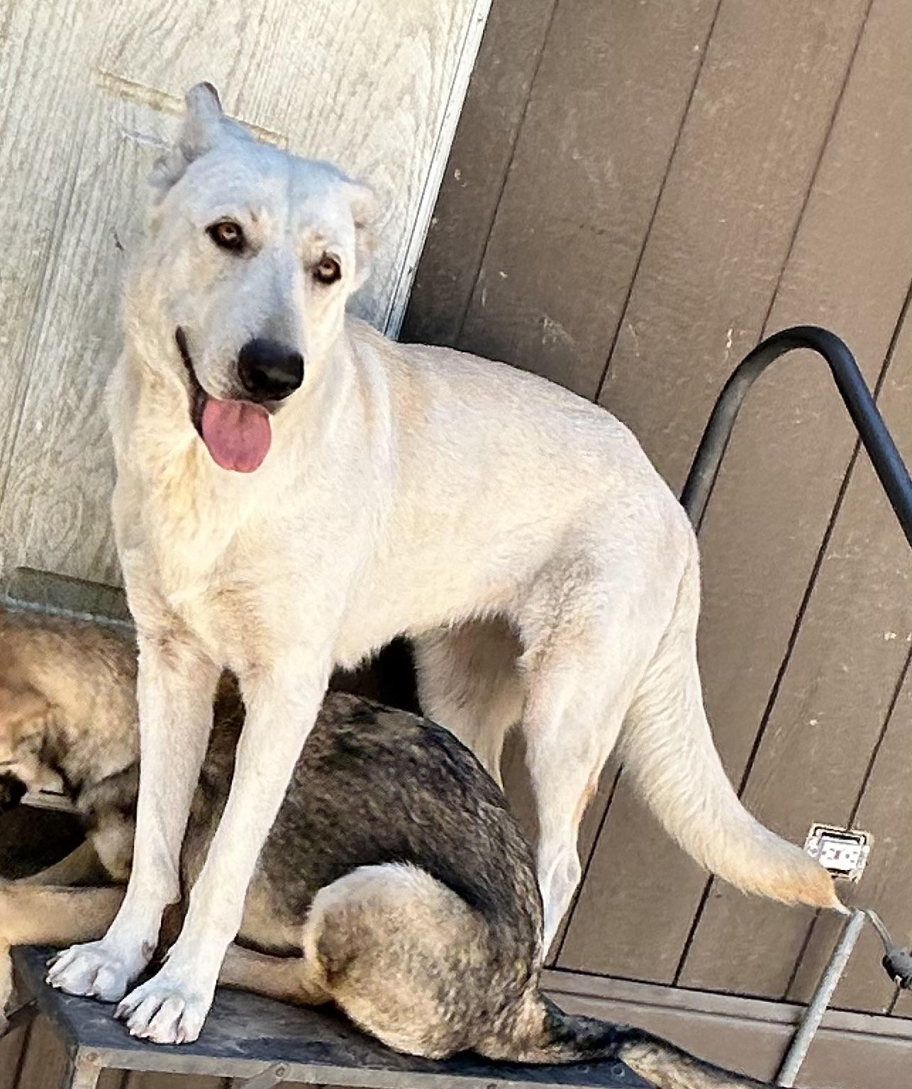 Enlarge Dolly, a Adoptable White German Shepherd in conroe, TX image 1/6