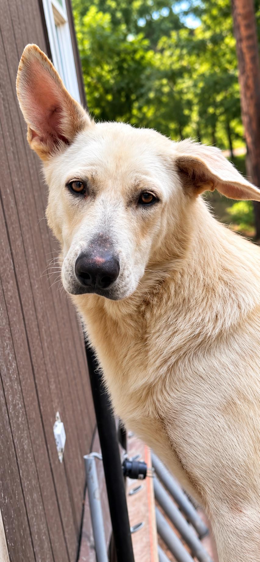Enlarge Dolly, a Adoptable White German Shepherd in conroe, TX image 4/6