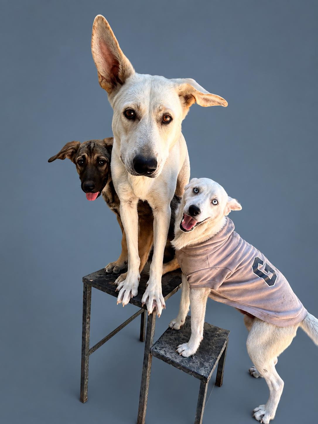 Enlarge Dolly, a Adoptable White German Shepherd in conroe, TX image 5/6