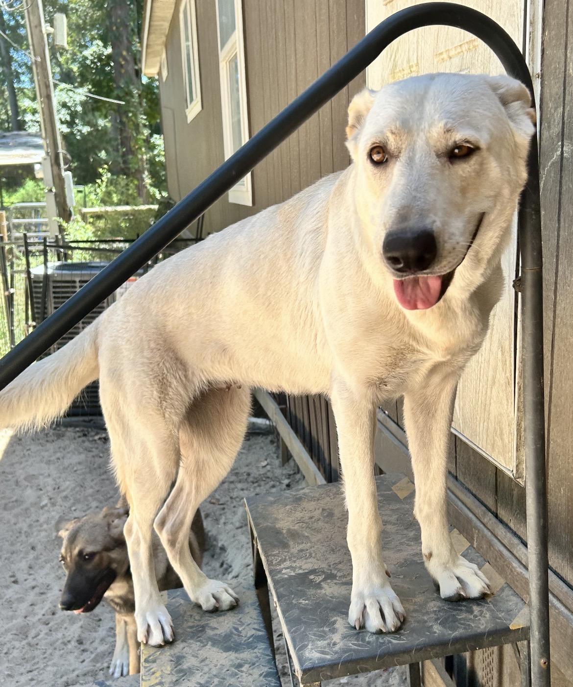 Enlarge Dolly, a Adoptable White German Shepherd in conroe, TX image 6/6