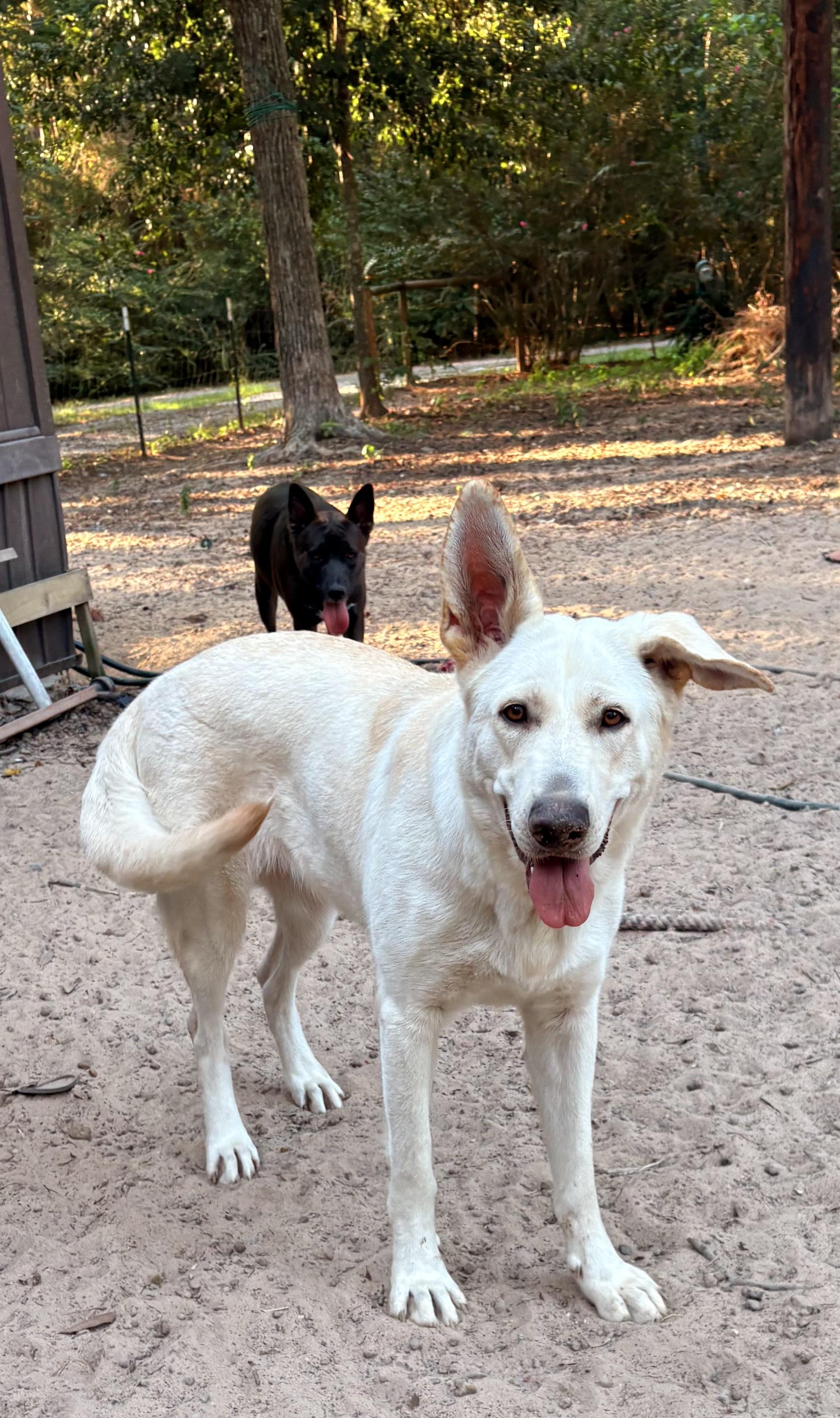 Enlarge Dolly, a Adoptable White German Shepherd in conroe, TX image 3/6