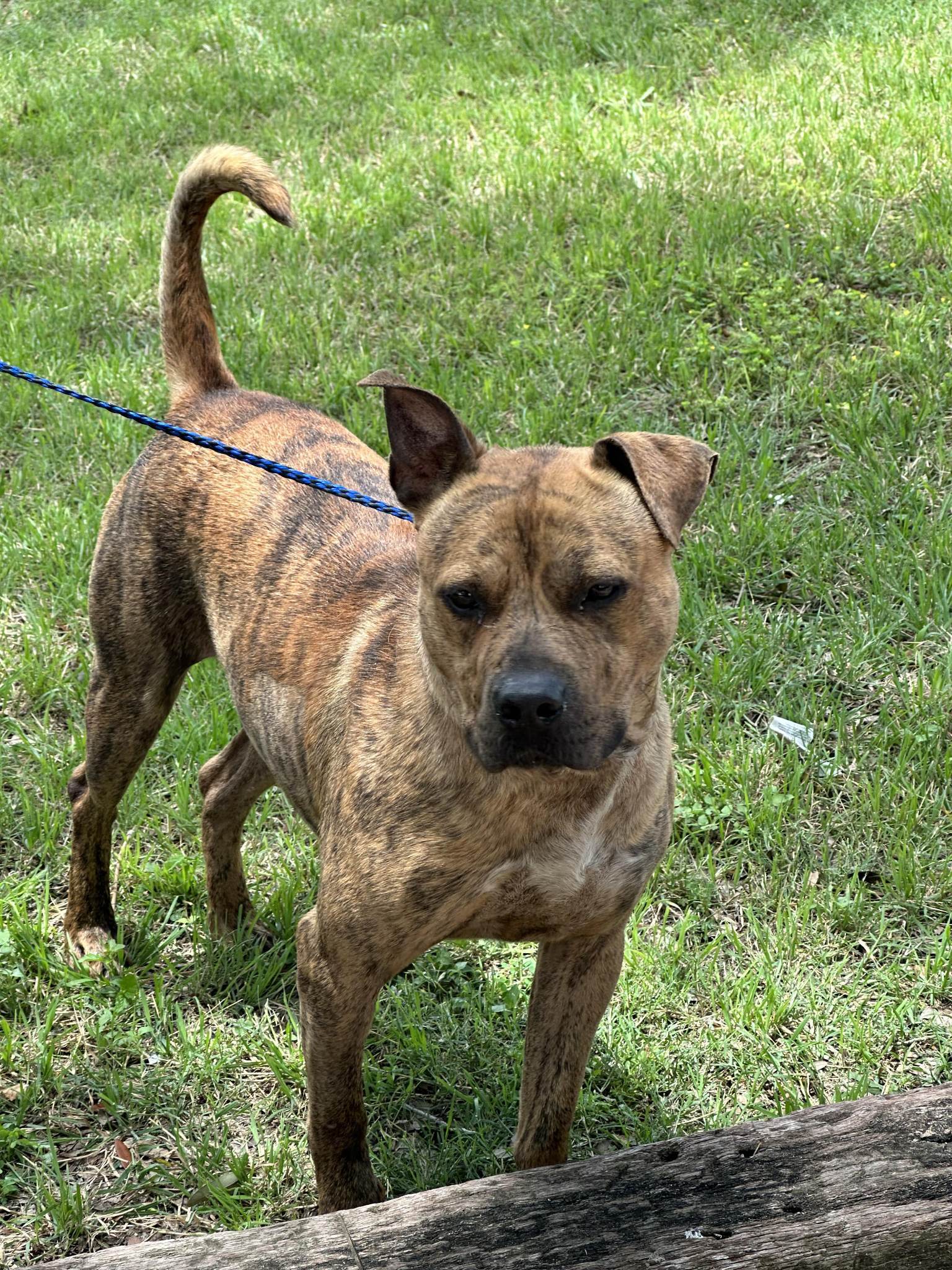 Zeuse, Adoptable, Adult Male Pit Bull Terrier.