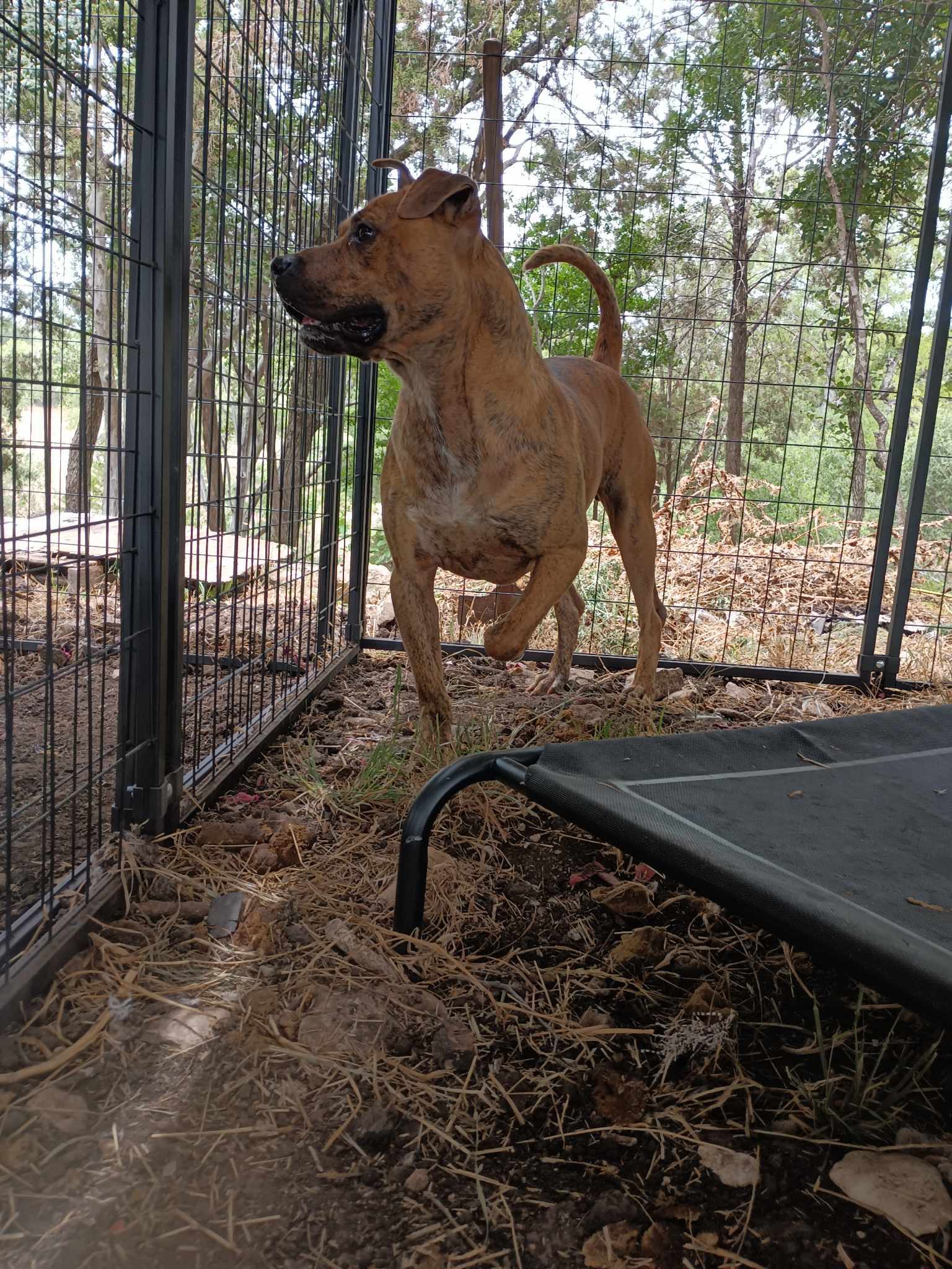 Zeuse, a Adoptable Pit Bull Terrier in Kempner, TX image 2/4