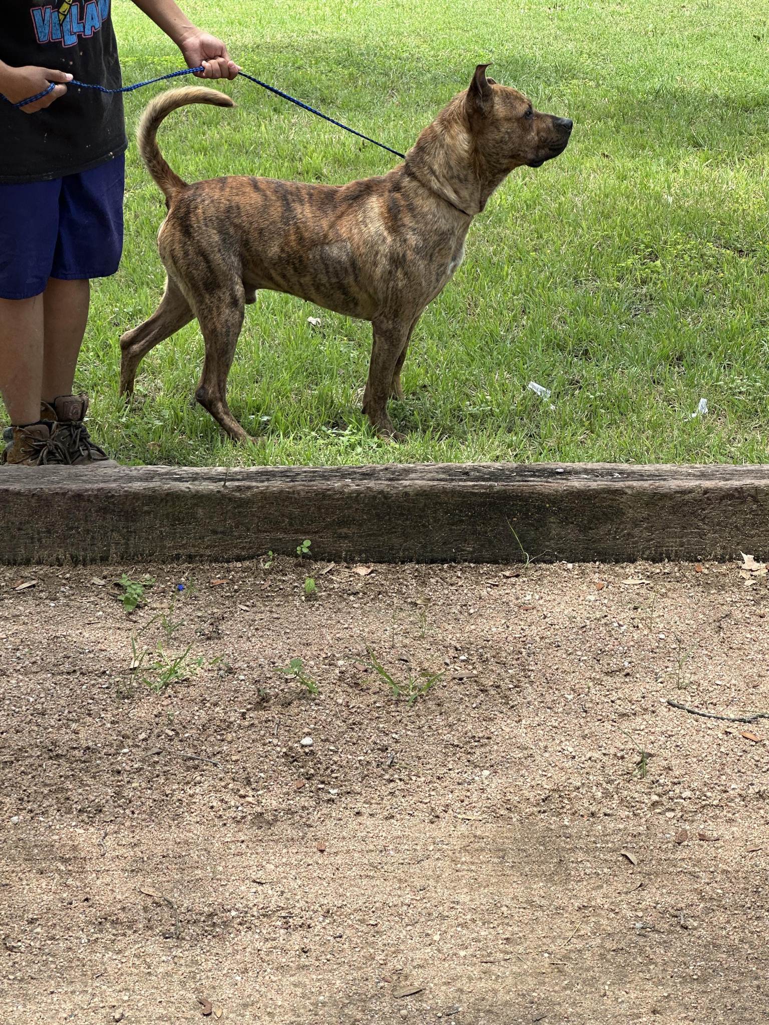 Zeuse, a Adoptable Pit Bull Terrier in Kempner, TX image 3/4