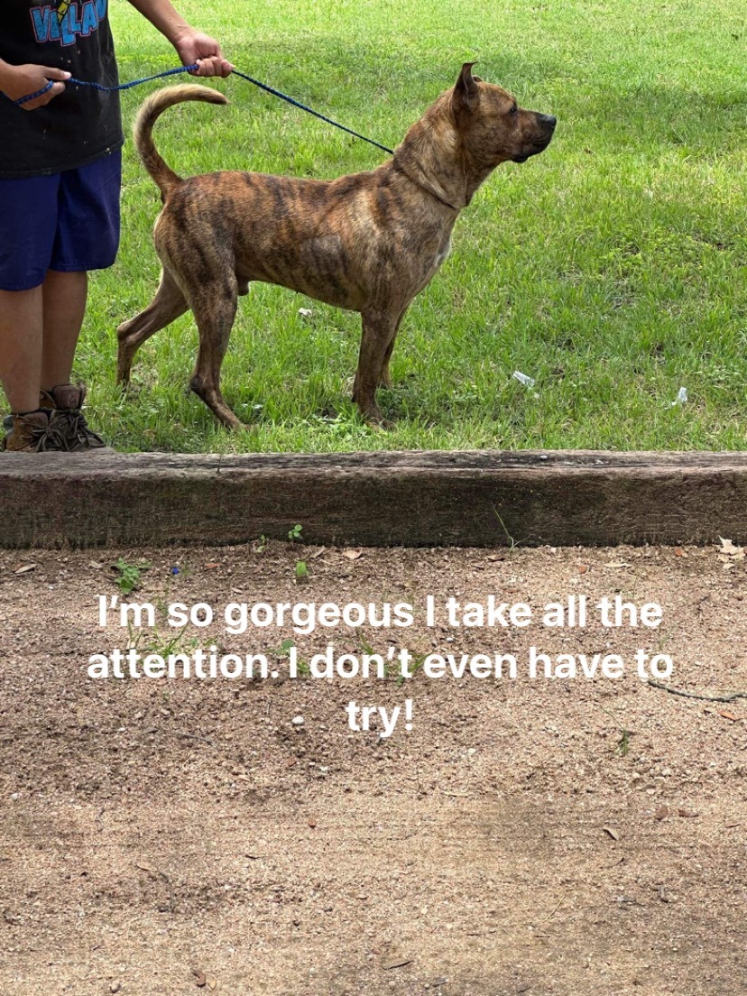 Zeuse, a Adoptable Pit Bull Terrier in Kempner, TX image 4/4