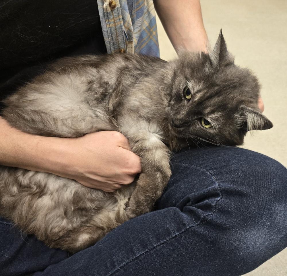 Enlarge Coleman, a Adopted Domestic Long Hair in Dickson, TN image 1/2