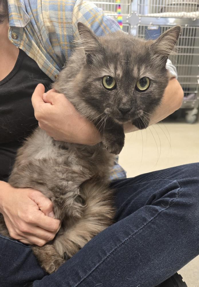 Enlarge Coleman, a Adopted Domestic Long Hair in Dickson, TN image 2/2