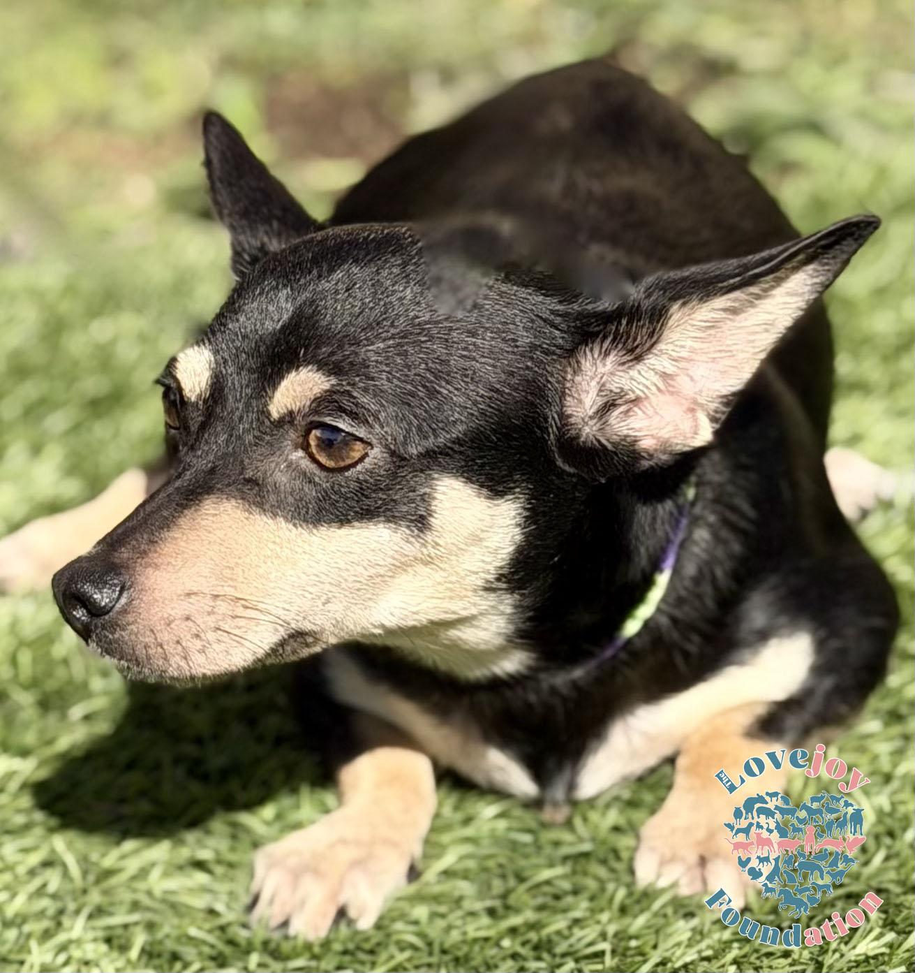 Enlarge Tinkerbell, a ADOPTABLE mixed breed in Inglewood, CA image 2/2