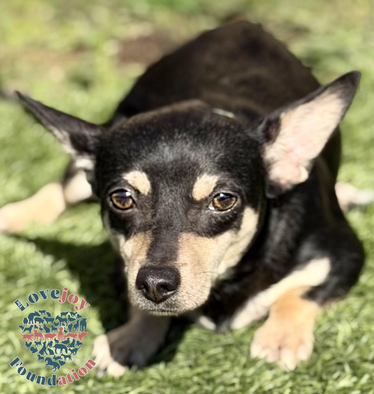 Tinkerbell, ADOPTABLE, Adult Female Chihuahua.