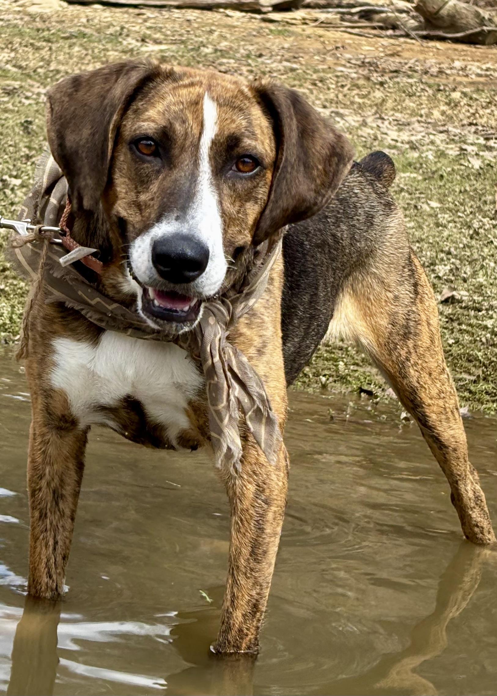 Belle, Adoptable, Adult Female Plott Hound & American Foxhound.