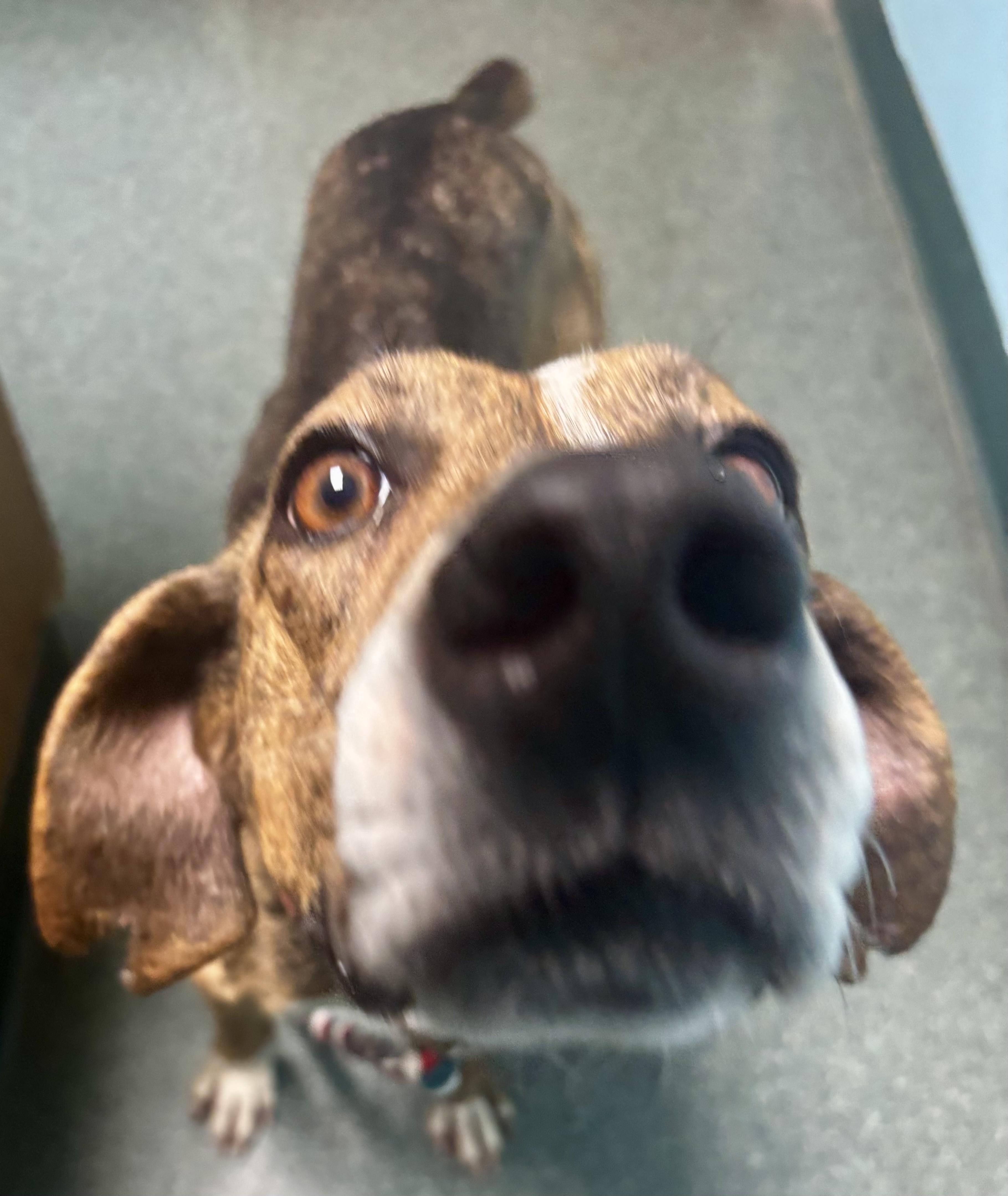 Enlarge Belle, a Adoptable mixed breed in Woodbridge , NJ image 6/6