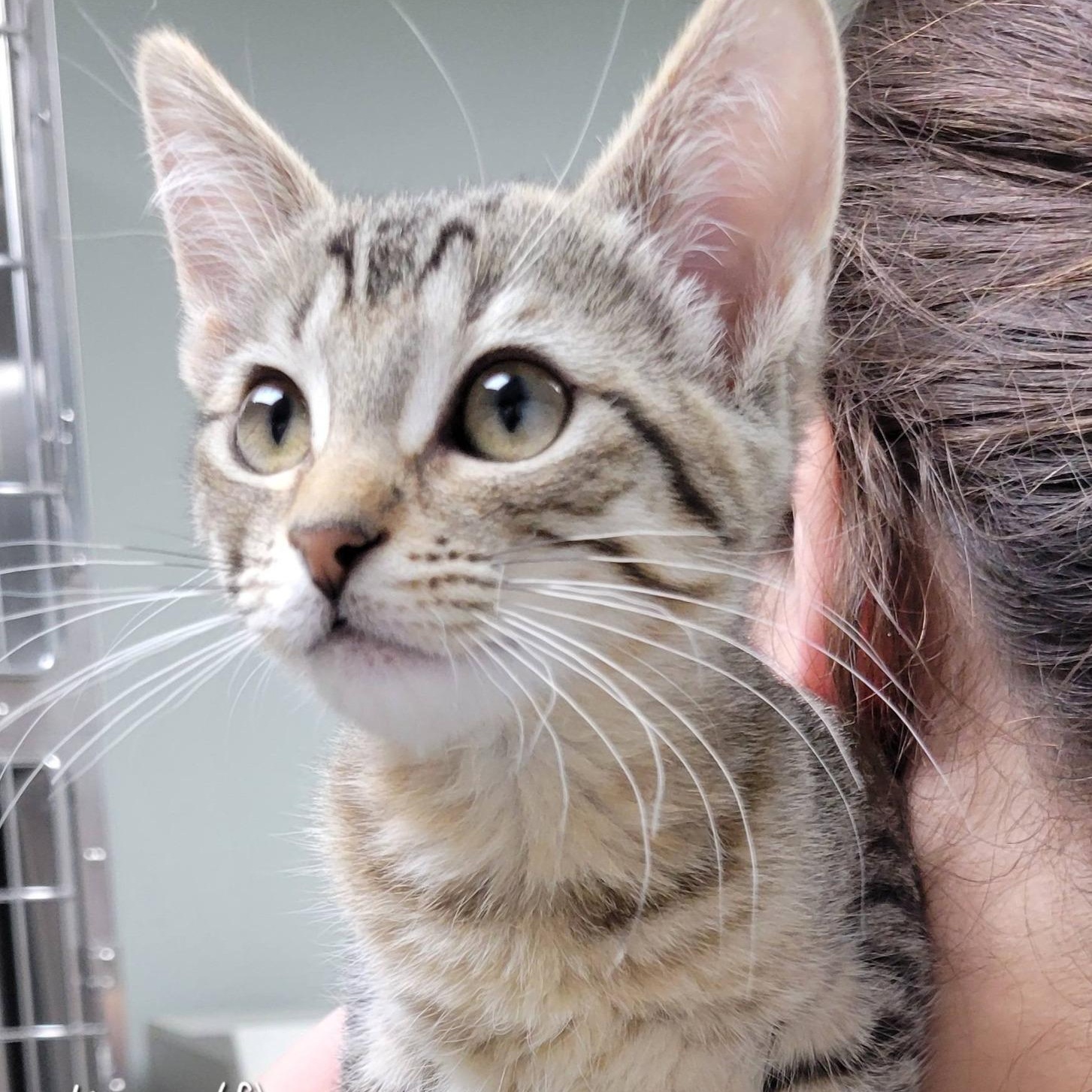 Karyn, adoptable, Kitten Female Tabby.