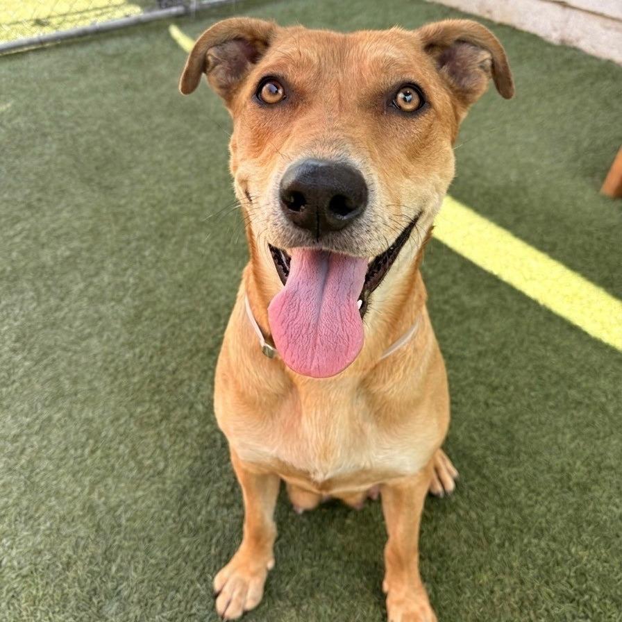 Enlarge Huera, a Adoptable Pit Bull Terrier in Hawthorne, CA image 1/1
