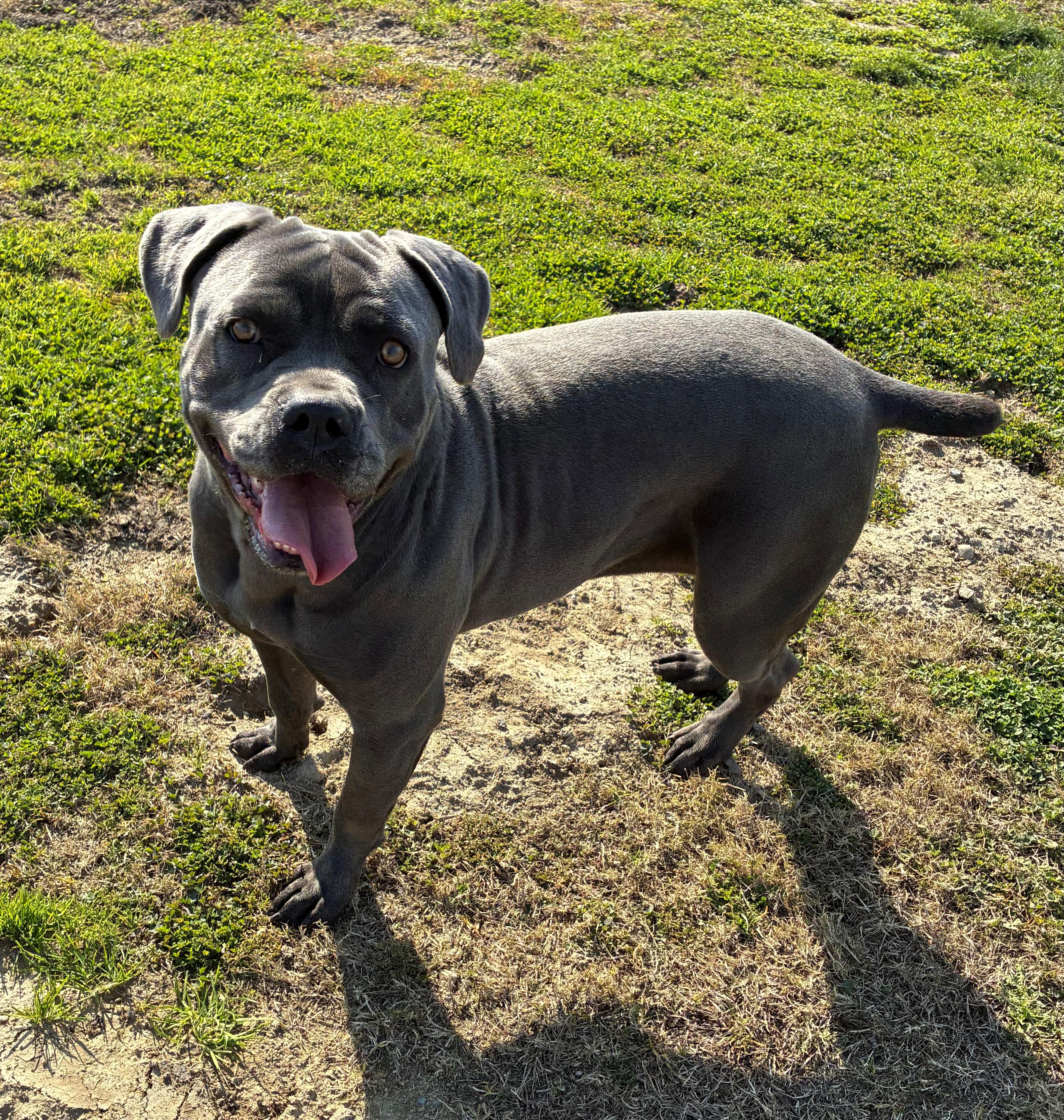 Enlarge BALINDA, an adopted mixed breed in Delano, CA image 1/3