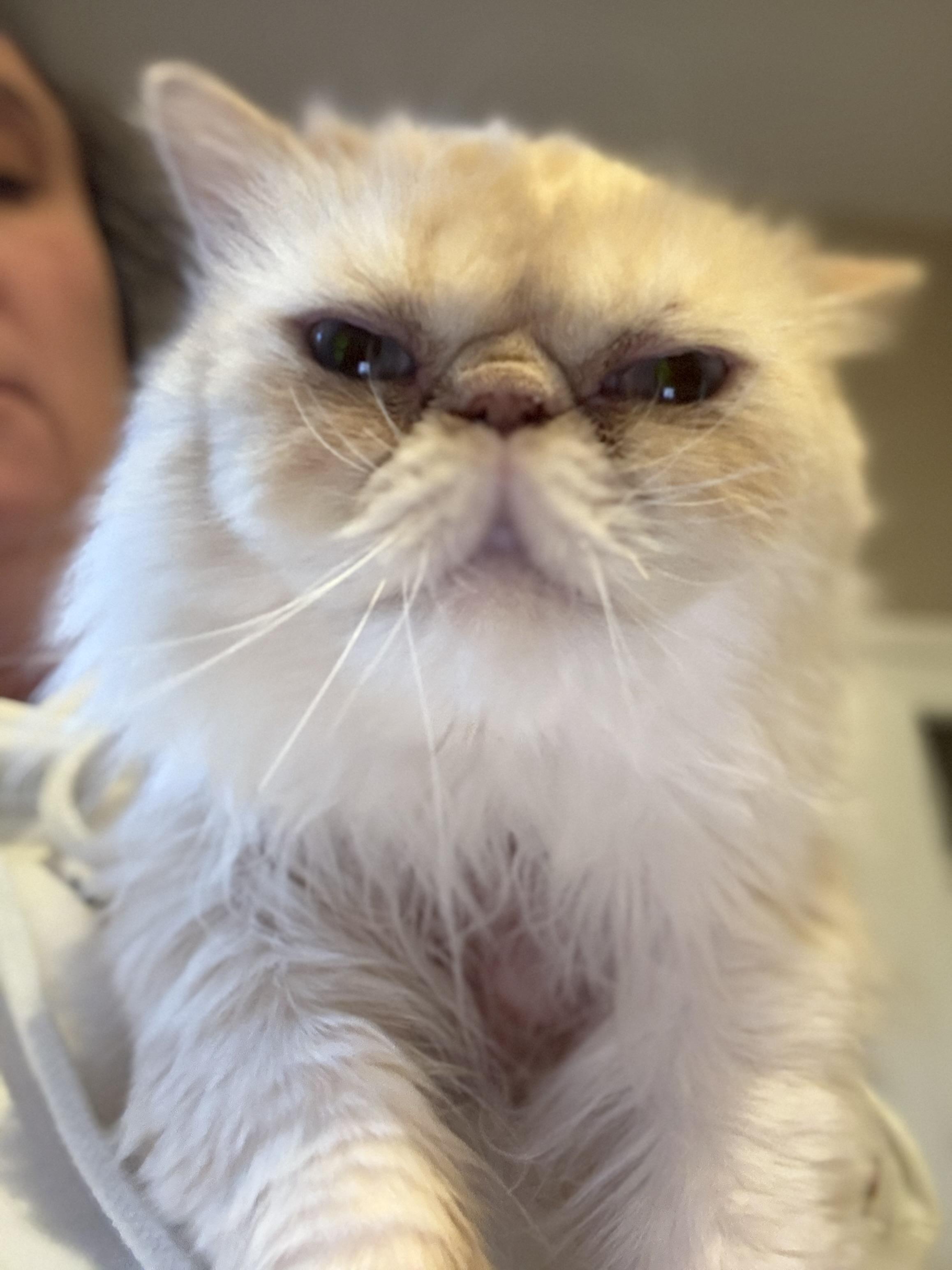 Moki, Adult Male Himalayan
