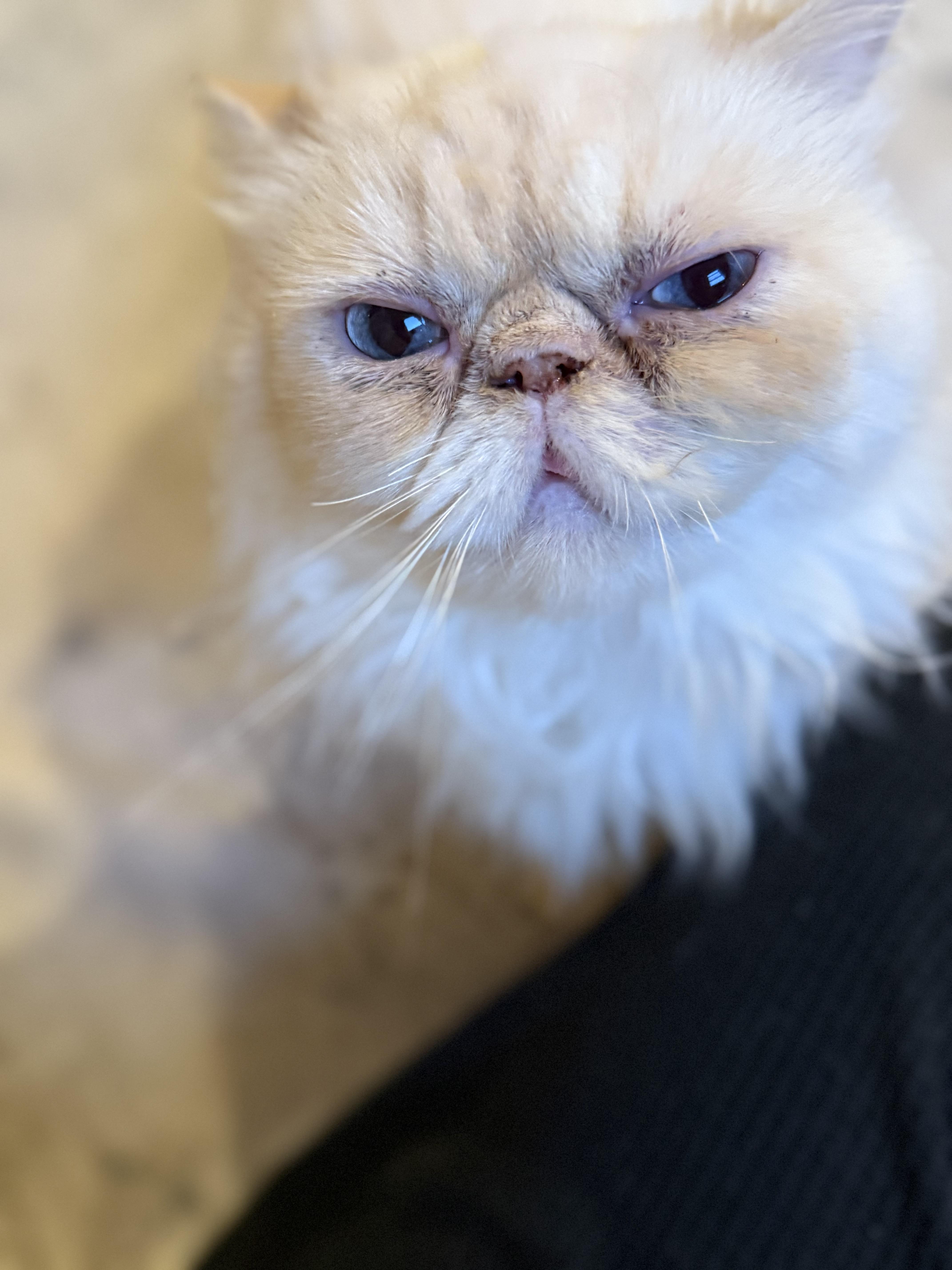 Moki photo 4