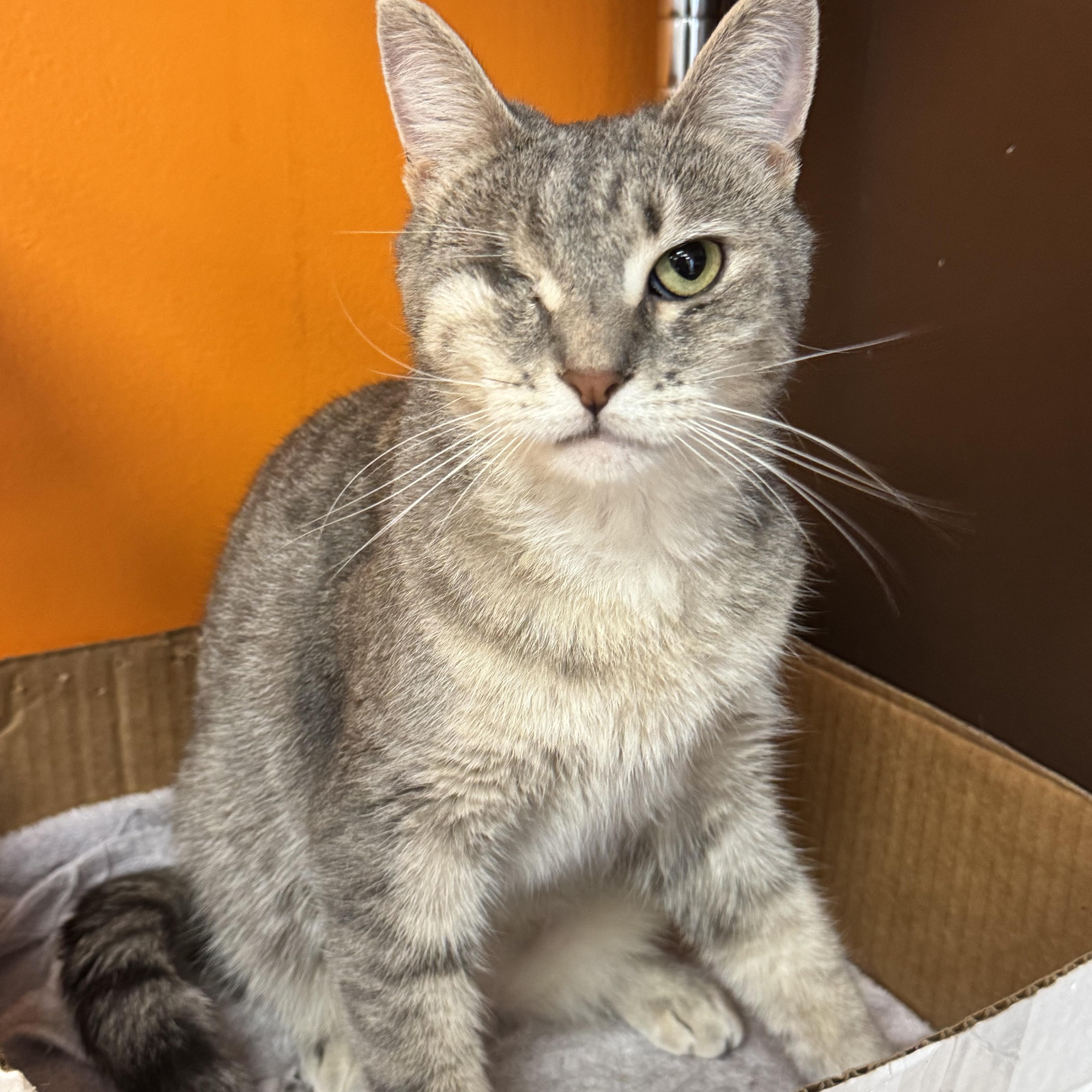 Skye, adopted, Young Female Domestic Short Hair.