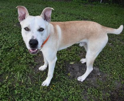 Enlarge Jamboree, a ADOPTABLE mixed breed in Inverness, FL image 4/4