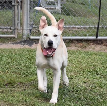 Enlarge Jamboree, a ADOPTABLE mixed breed in Inverness, FL image 1/4