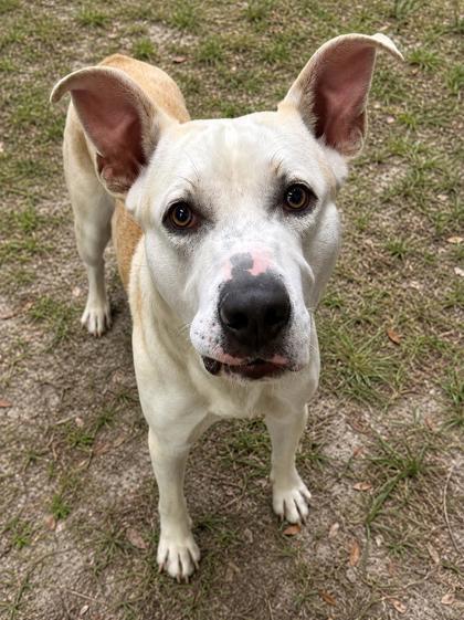 Enlarge Jamboree, a ADOPTABLE mixed breed in Inverness, FL image 3/4