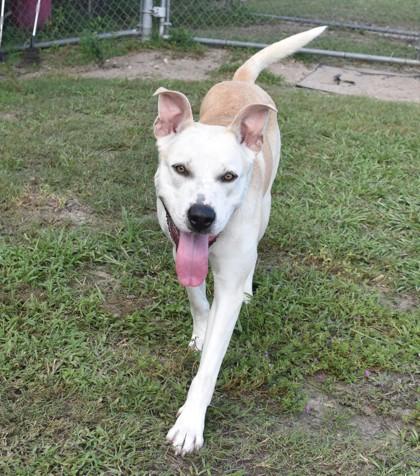 Enlarge Jamboree, a ADOPTABLE mixed breed in Inverness, FL image 2/4