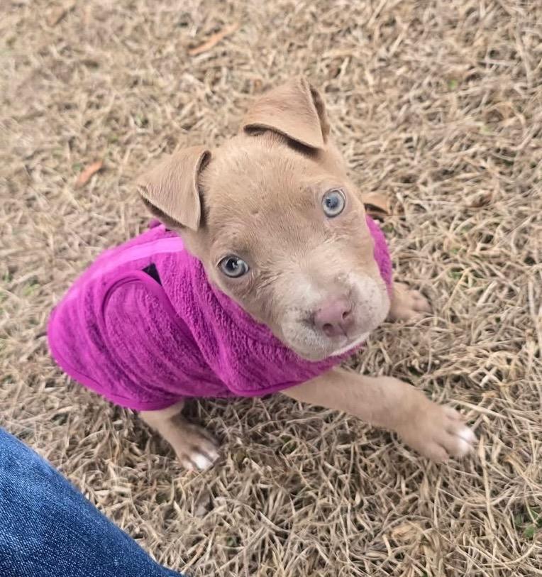 Dorito, Adopted, Puppy Male Pit Bull Terrier & Labrador Retriever.