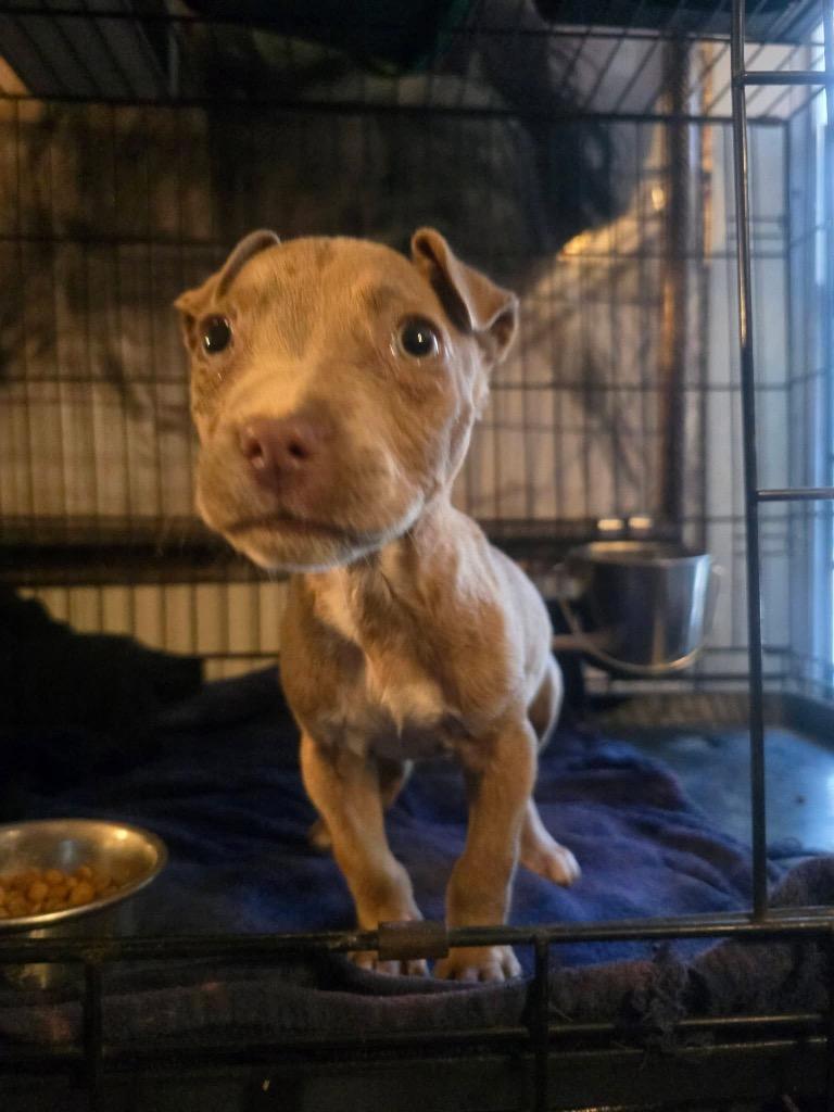 Enlarge Dorito, a Adopted mixed breed in Waynesville, GA image 2/6