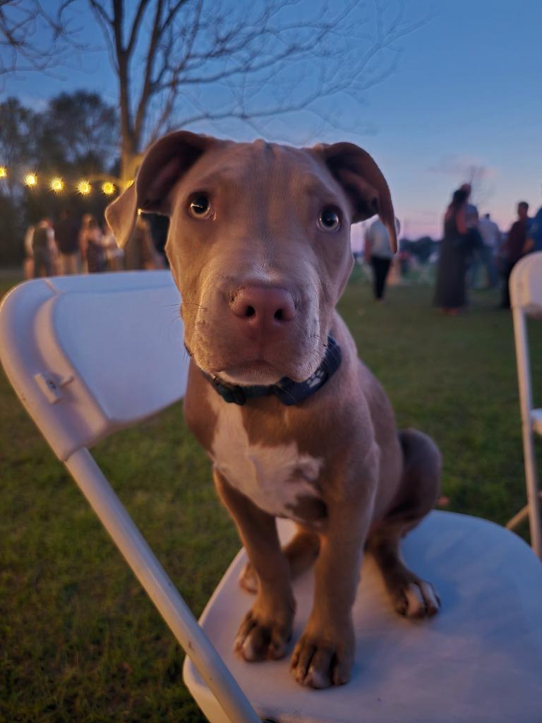Enlarge Dorito, a Adopted mixed breed in Waynesville, GA image 3/6