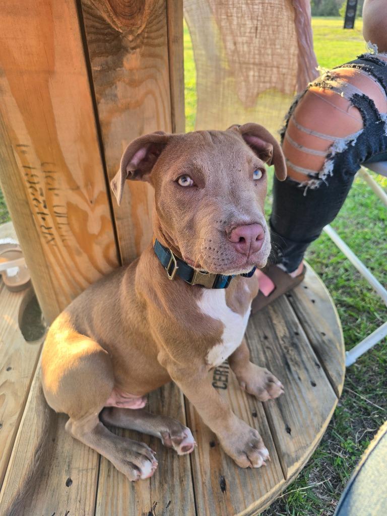 Enlarge Dorito, a Adopted mixed breed in Waynesville, GA image 4/6