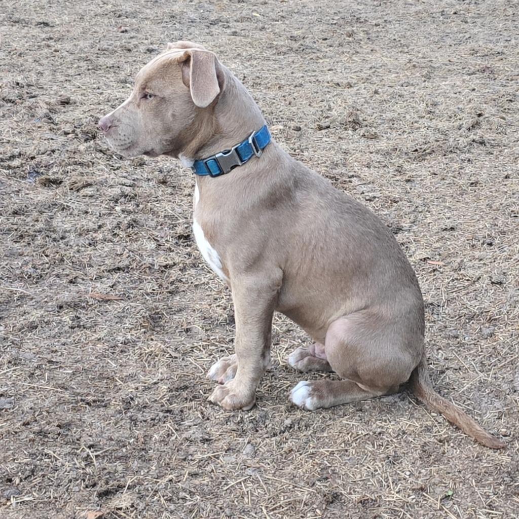 Enlarge Dorito, a Adopted mixed breed in Waynesville, GA image 5/6