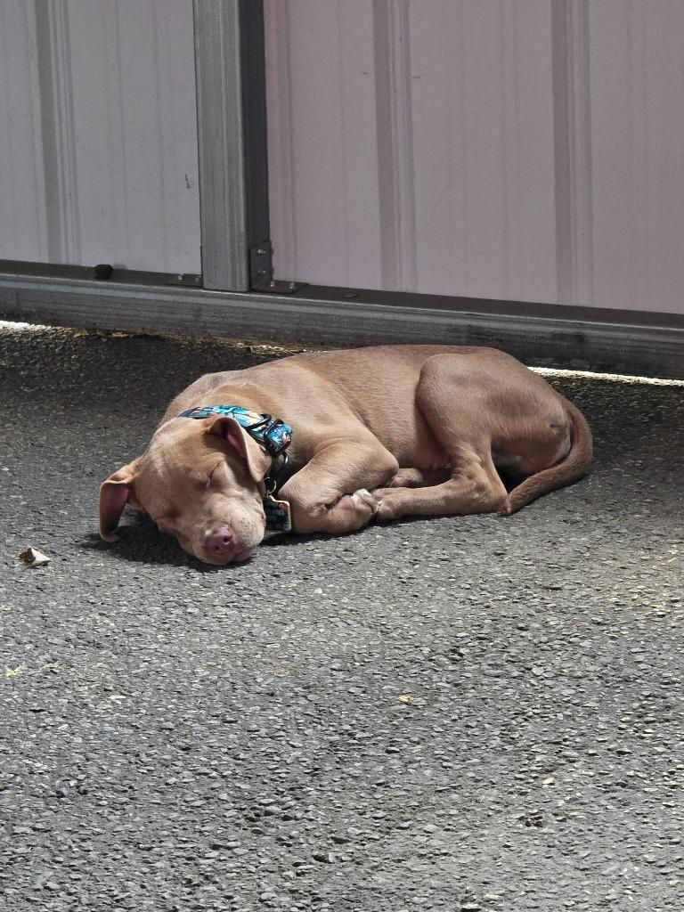 Enlarge Dorito, a Adopted mixed breed in Waynesville, GA image 6/6