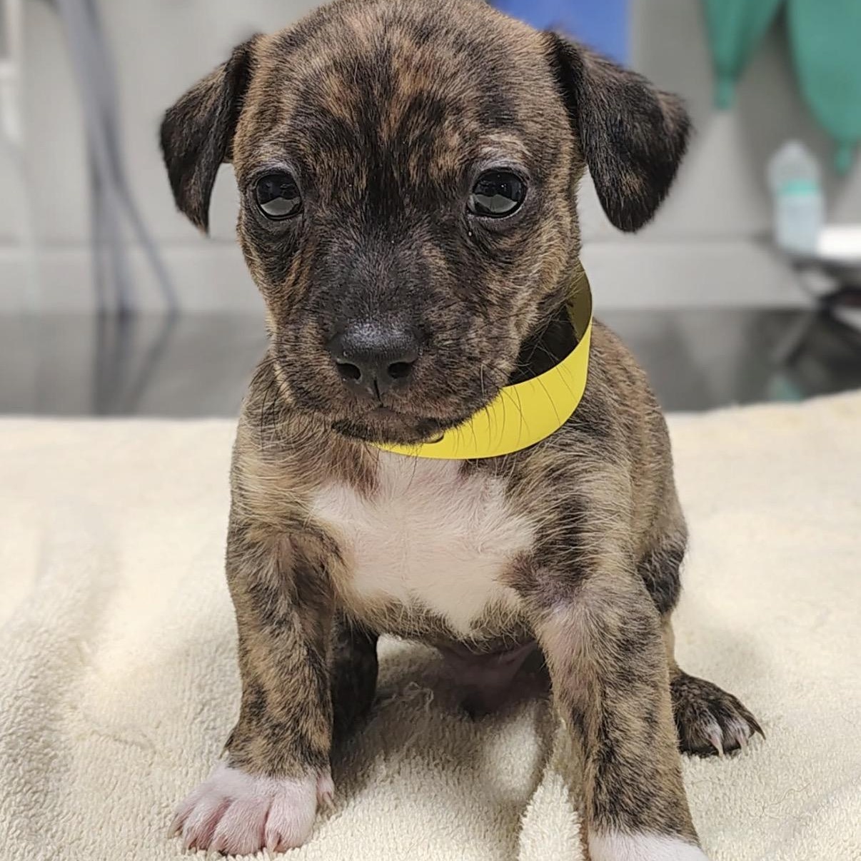 Sorin, Adoptable, Puppy Male Dachshund & Beagle.