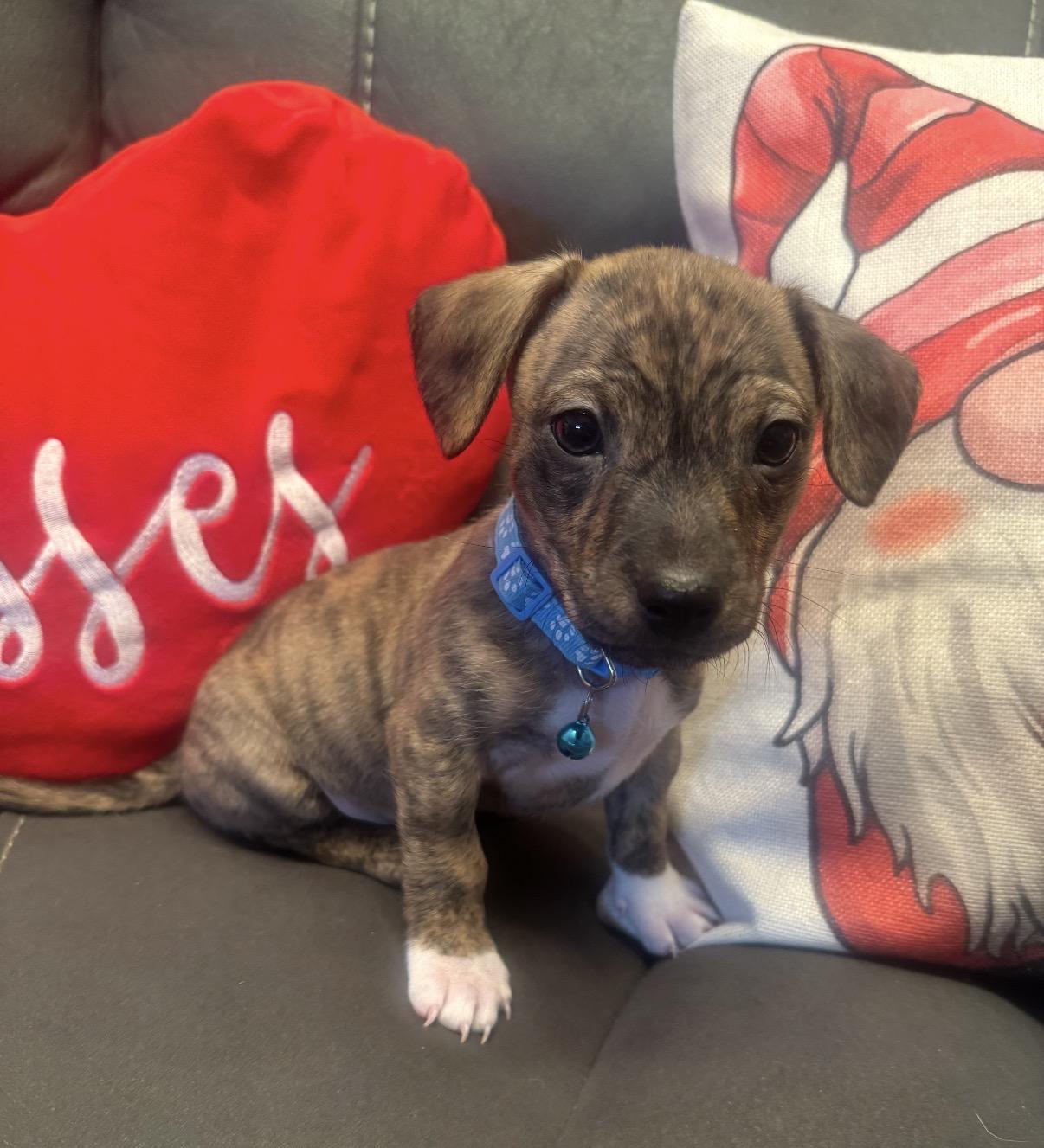 Enlarge Sorin, an adopted mixed breed in Hamilton , NJ image 1/1