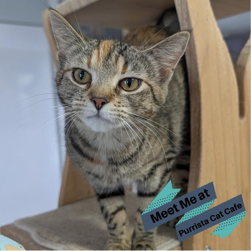 Enlarge Flora, a Adoptable Domestic Short Hair in McKean, PA image 1/6