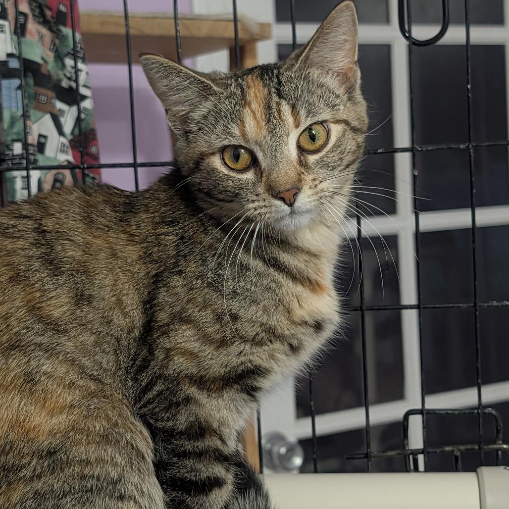 Enlarge Flora, a Adoptable Domestic Short Hair in McKean, PA image 2/6