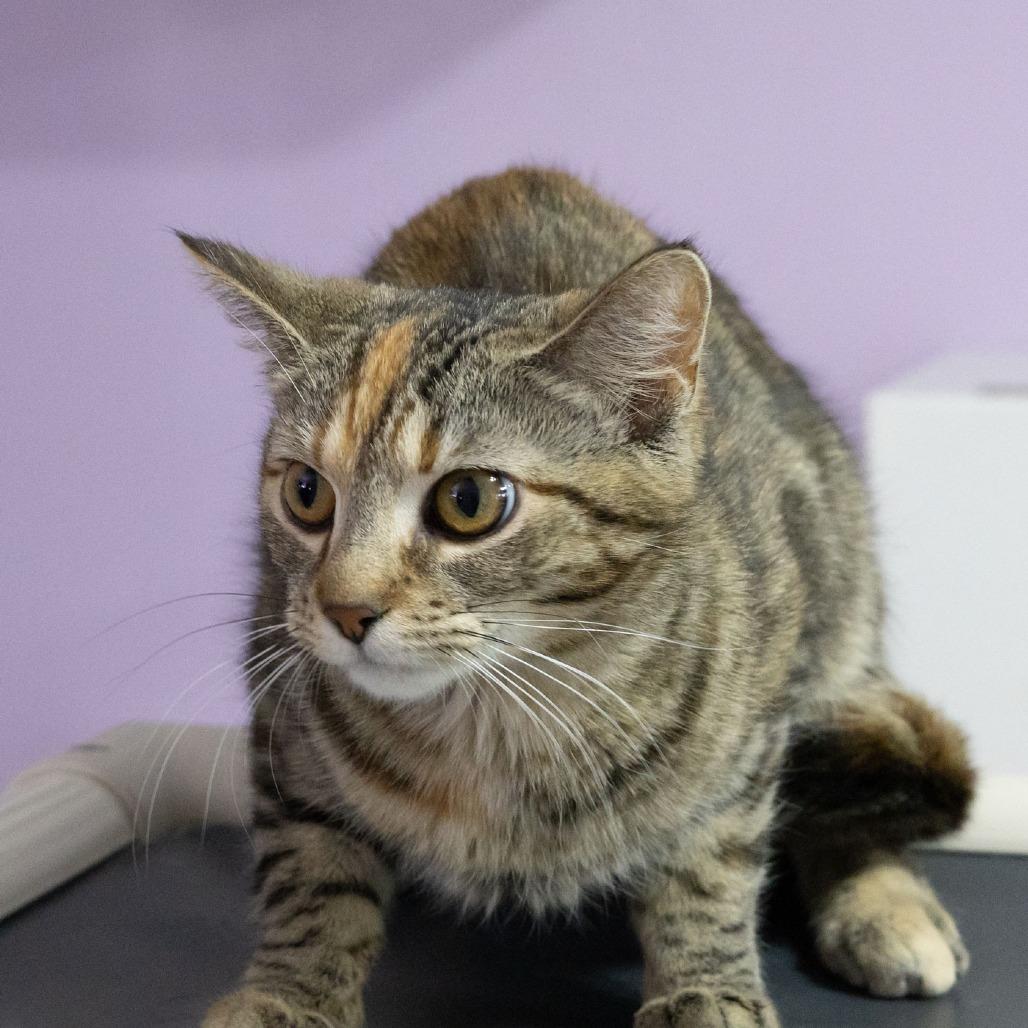 Enlarge Flora, a Adoptable Domestic Short Hair in McKean, PA image 3/6