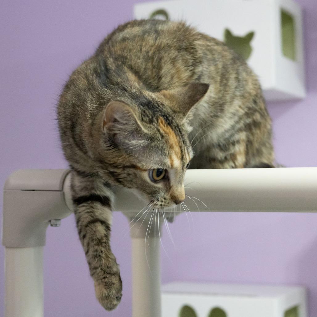 Enlarge Flora, a Adoptable Domestic Short Hair in McKean, PA image 4/6