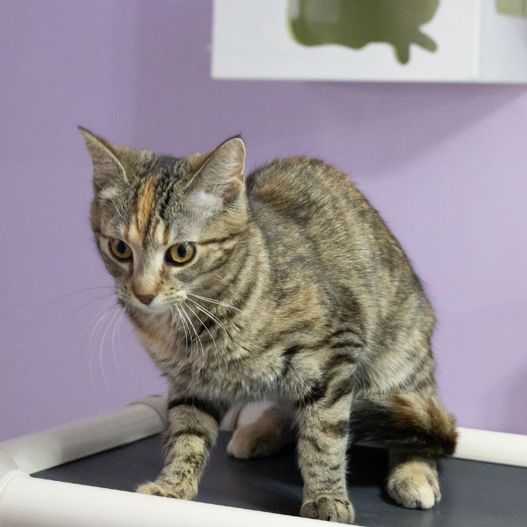 Enlarge Flora, a Adoptable Domestic Short Hair in McKean, PA image 5/6
