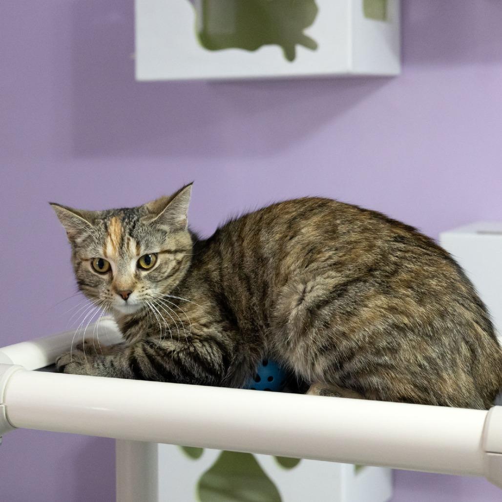 Enlarge Flora, a Adoptable Domestic Short Hair in McKean, PA image 6/6