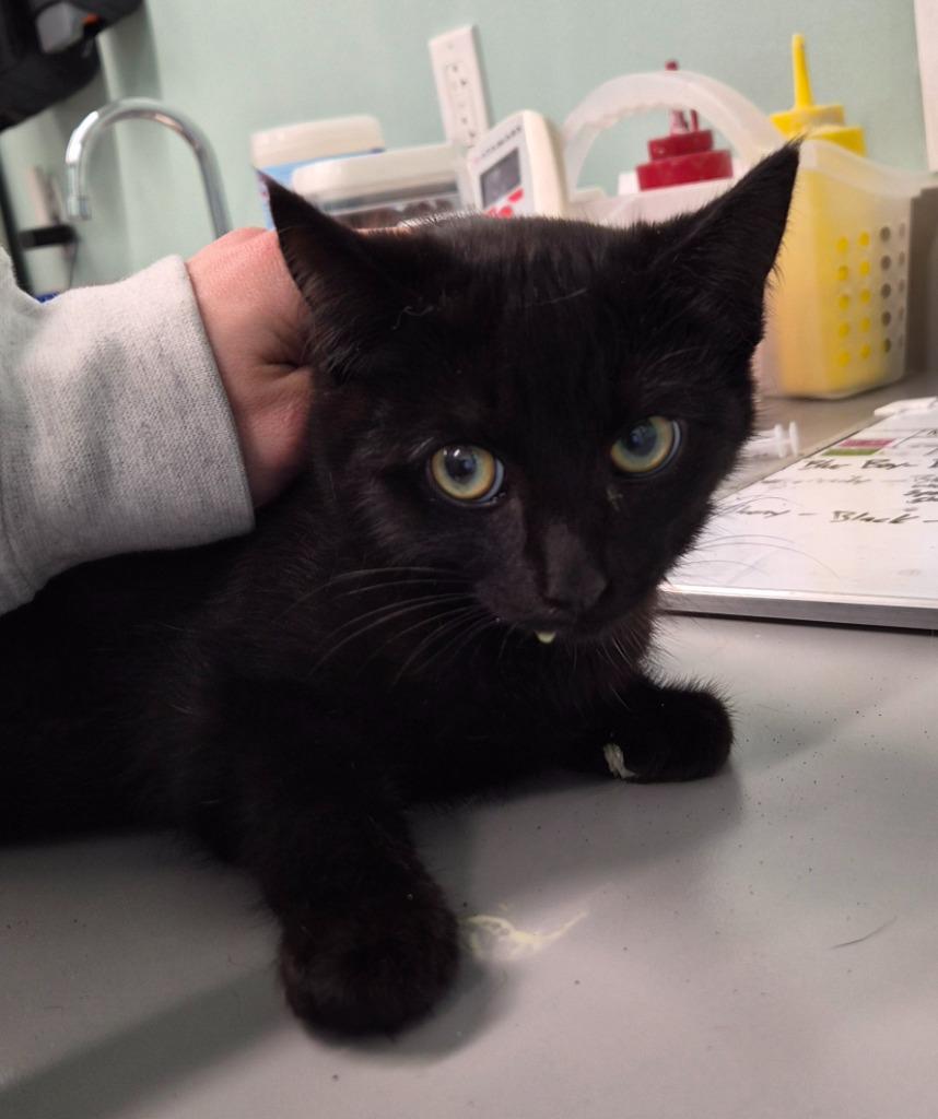 Enlarge Ebony, a Adoptable mixed breed in Athens, TN image 1/1