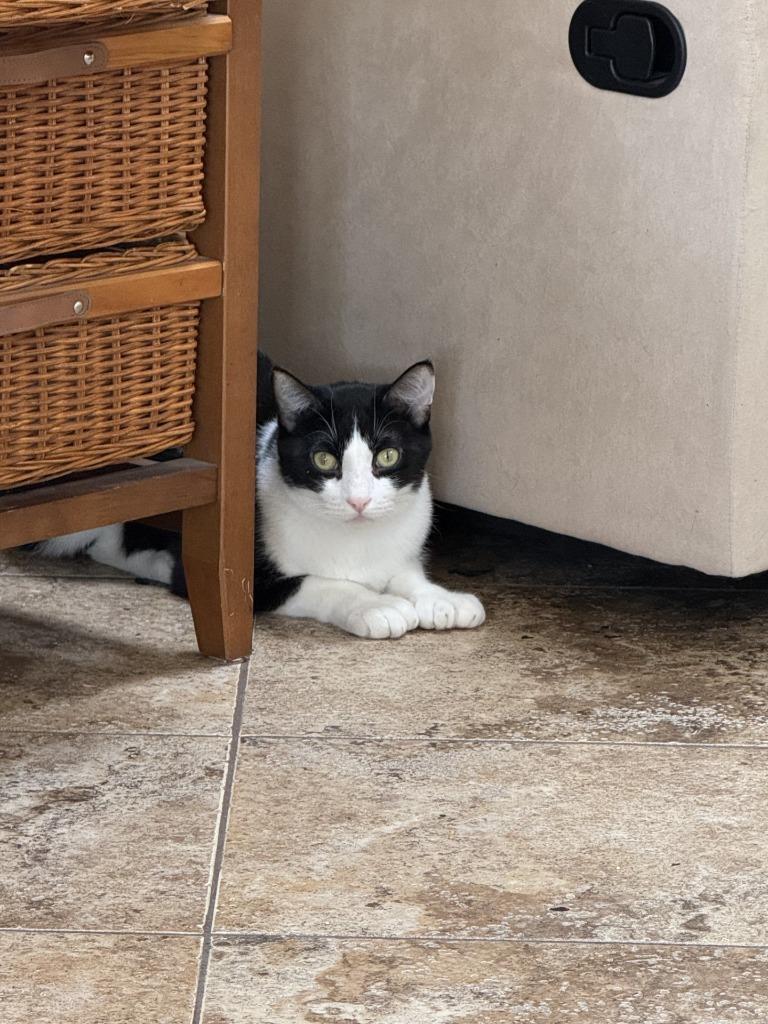 Pepper, Adoptable, Adult Male Domestic Short Hair.