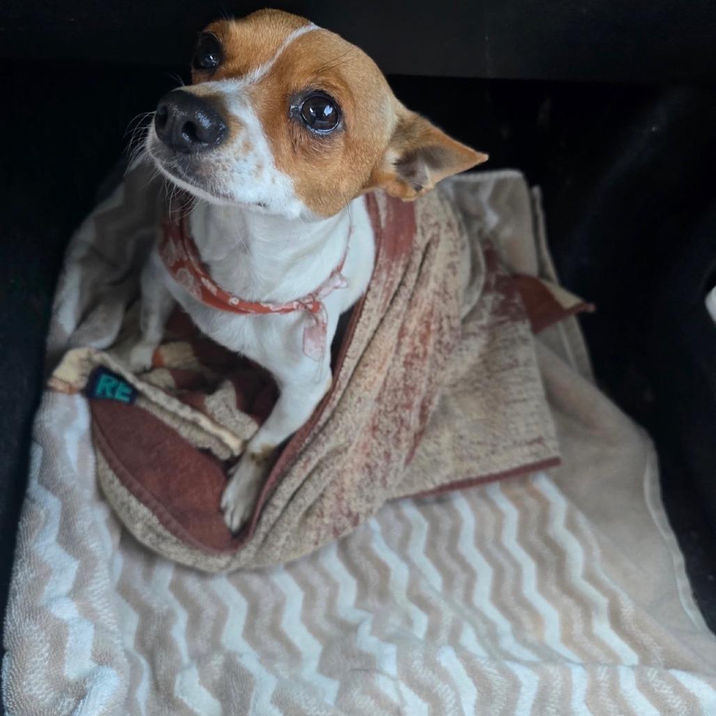 Amber, a Adoptable Chihuahua in Lima, OH image 1/5