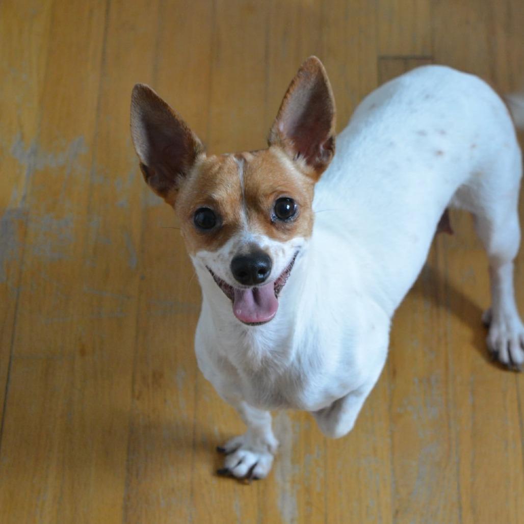 Amber, a Adoptable Chihuahua in Lima, OH image 2/5