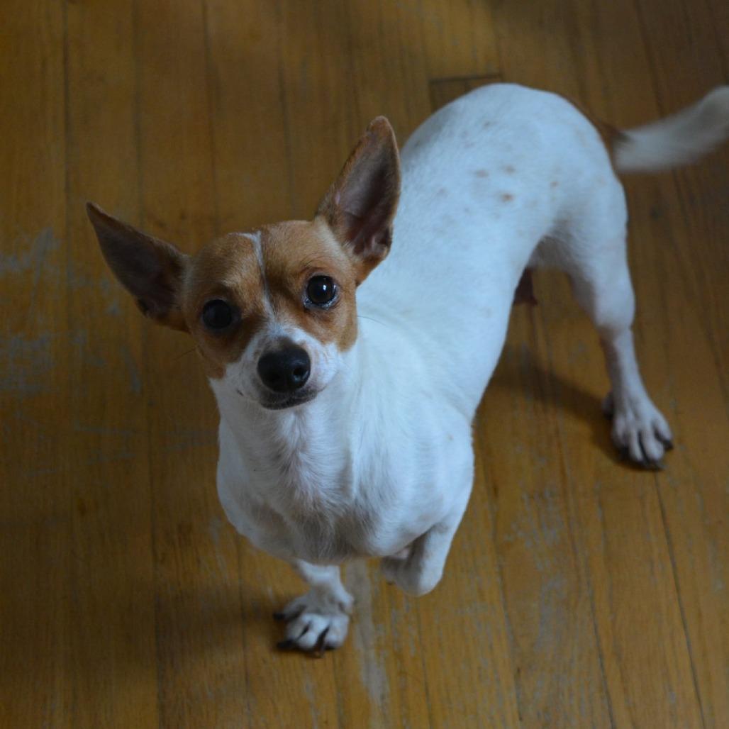 Amber, a Adoptable Chihuahua in Lima, OH image 3/5