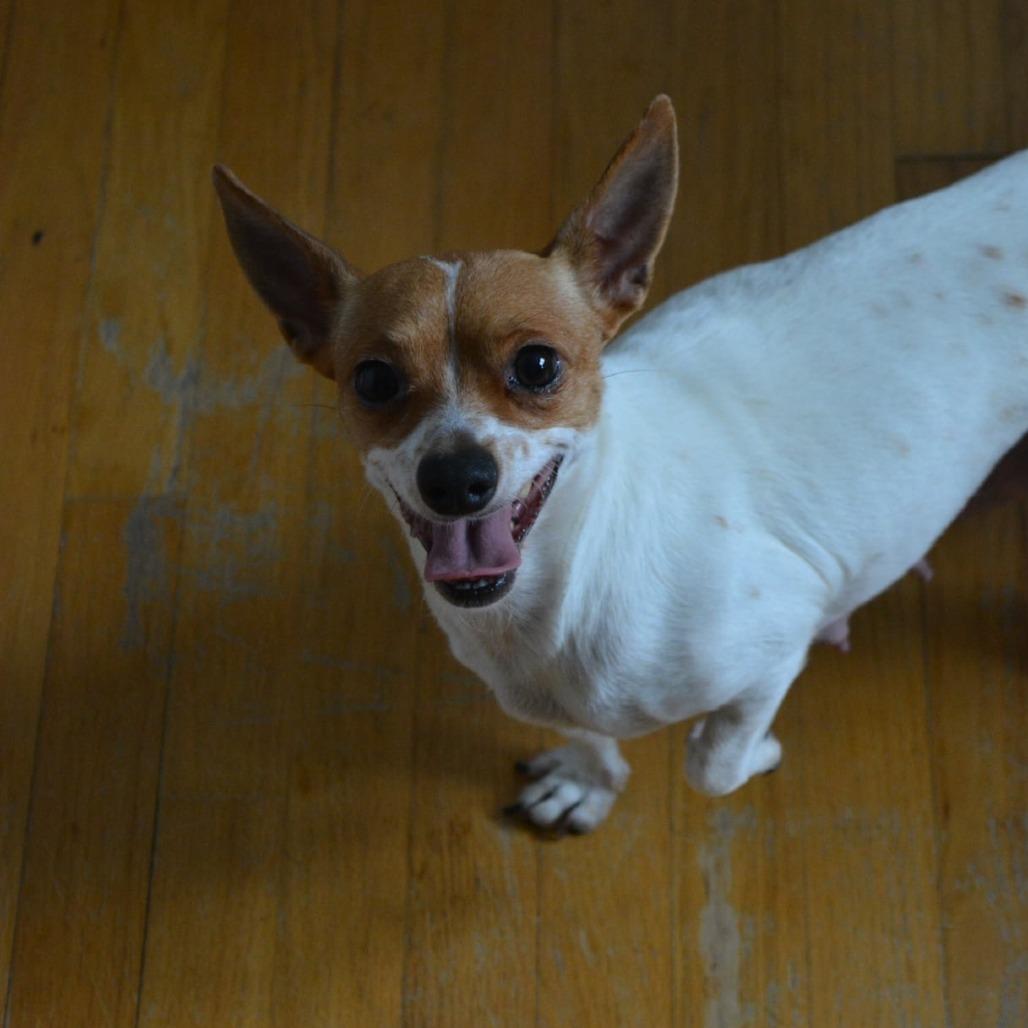 Amber, a Adoptable Chihuahua in Lima, OH image 4/5