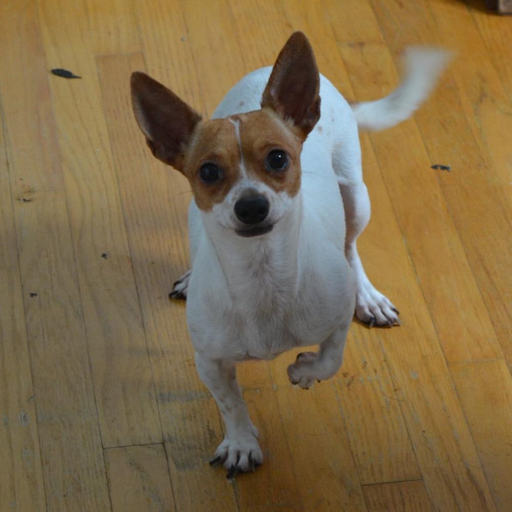 Amber, a Adoptable Chihuahua in Lima, OH image 5/5