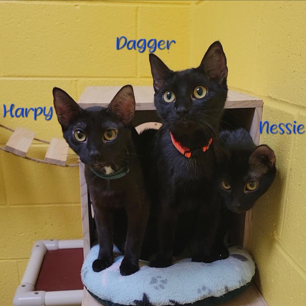 Enlarge Dagger, a Adoptable Domestic Short Hair in Parkersburg, WV image 1/6