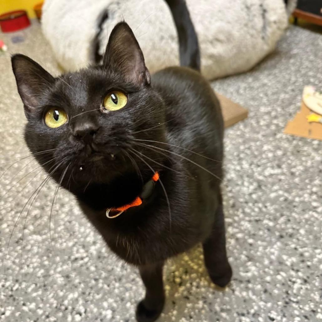 Enlarge Dagger, a Adoptable Domestic Short Hair in Parkersburg, WV image 2/6